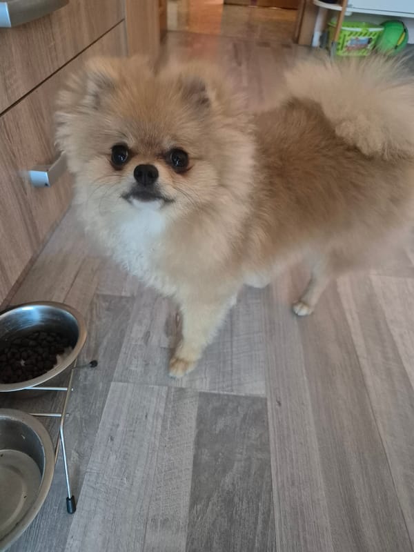 A Pomeranian's morning, plus a tree and a gear rack