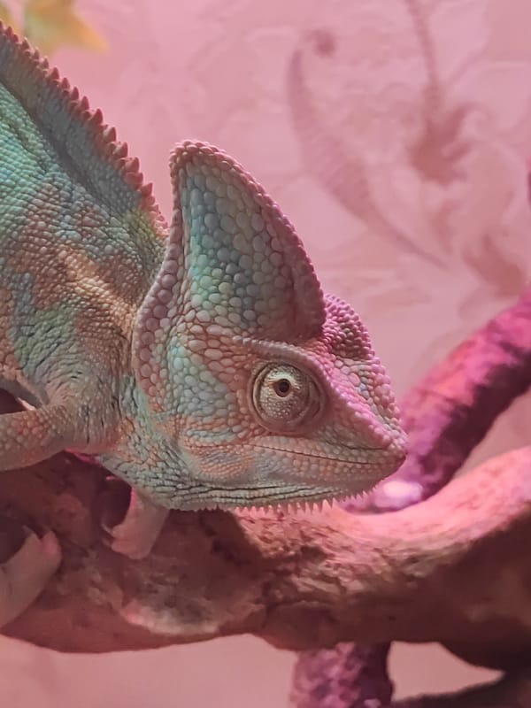 Photographer captures eclectic close-ups in Sochi including chameleon, cards, emblems
