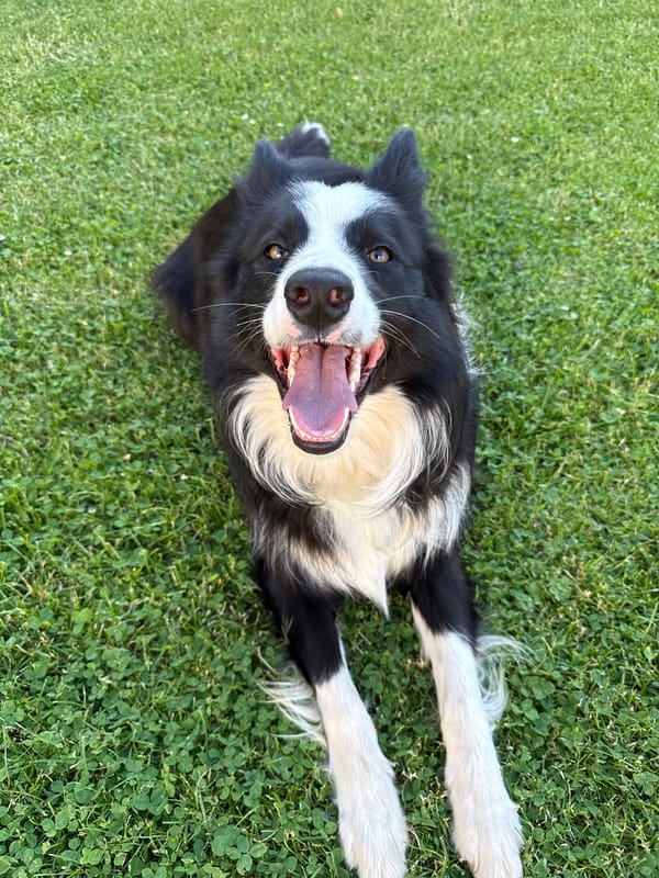 Border Collie plays on lawn in Bulgarian town