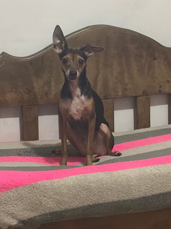 Dog rests on striped cushion in Ciudad Guayana