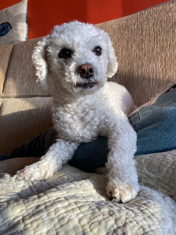 White Bichon Frise dog rests on bed and sofa