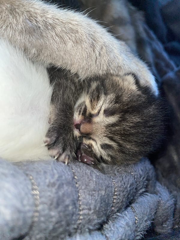 Newborn tabby kitten photographed sleeping in Russia