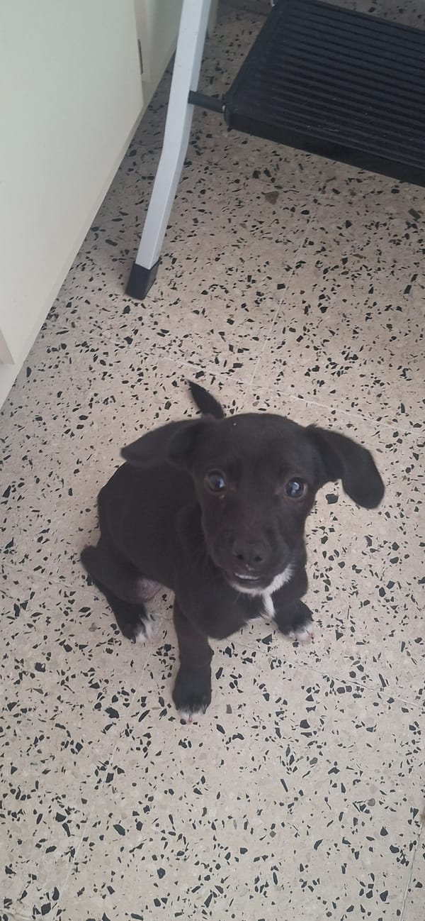 Two dogs photographed on terrazzo floor in Ponce