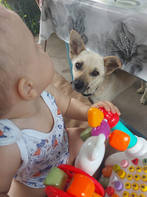 Baby plays with toy as dog watches in Tavaksay