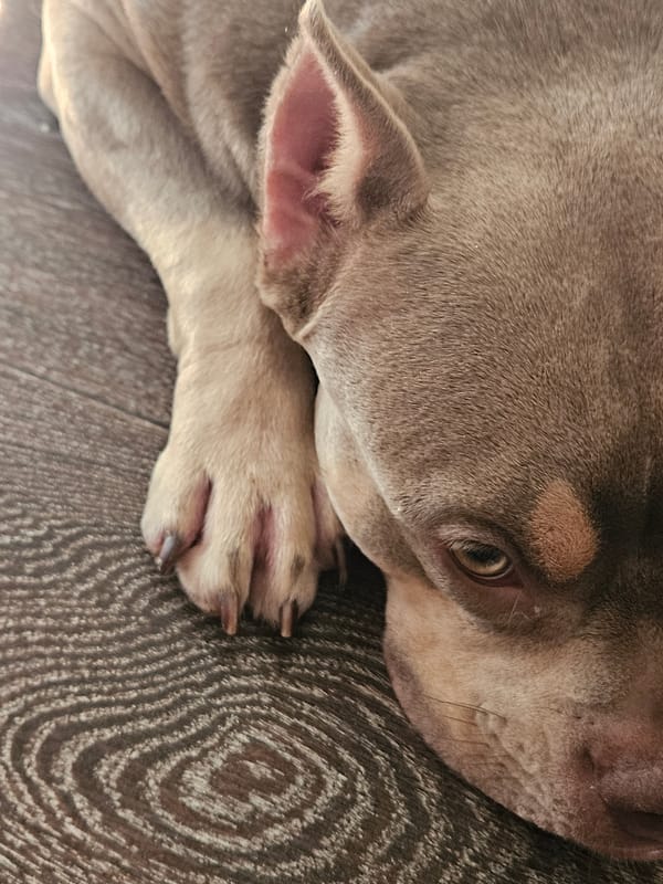 Pets rest quietly indoors during morning hours in Ulyanovsk