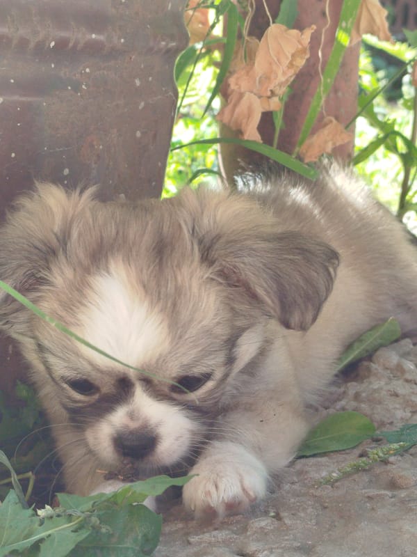 Puppy naps, a guinea pig snacks, and a leashed dog figures out walking
