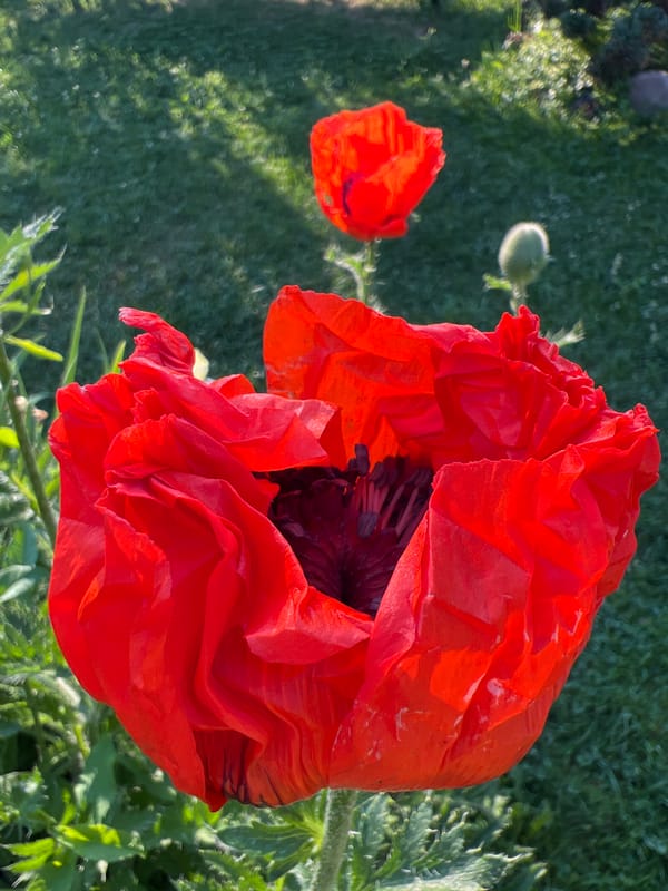 Close-up tour of a colorful garden in Mochishche, Russia