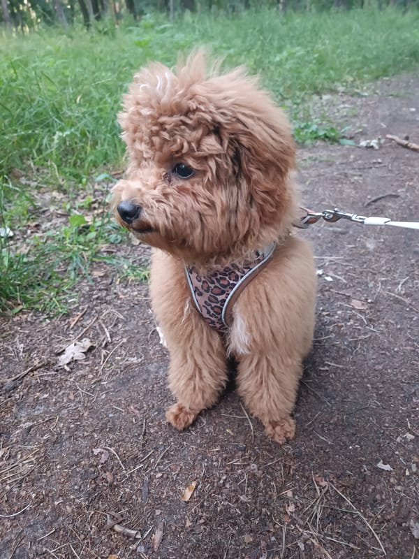 Poodle on a leash pauses along a wooded path near Kyiv