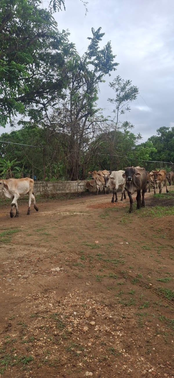 Woman documents cattle herding in rural Vallecito, Venezuela