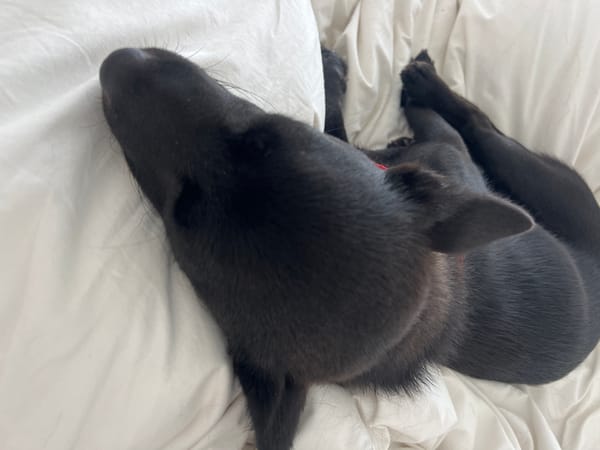 Black dog sleeps peacefully on white bed wearing red collar