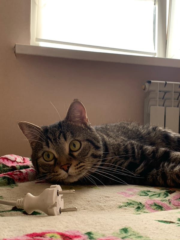 Tabby cat photographed grooming and resting on bed in Stavropol