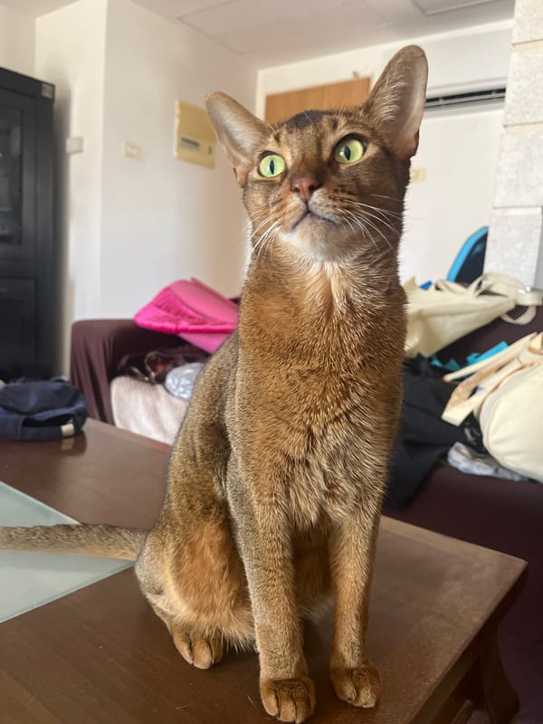 Abyssinian cat with green eyes, multiple home settings