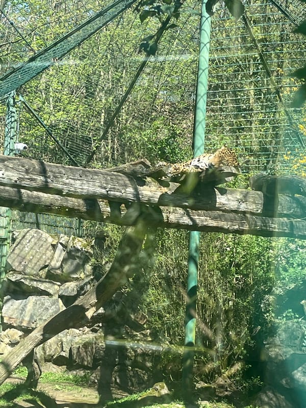 Zoo visitor documents tapir, piranha, and jaguar at Saarbrücken