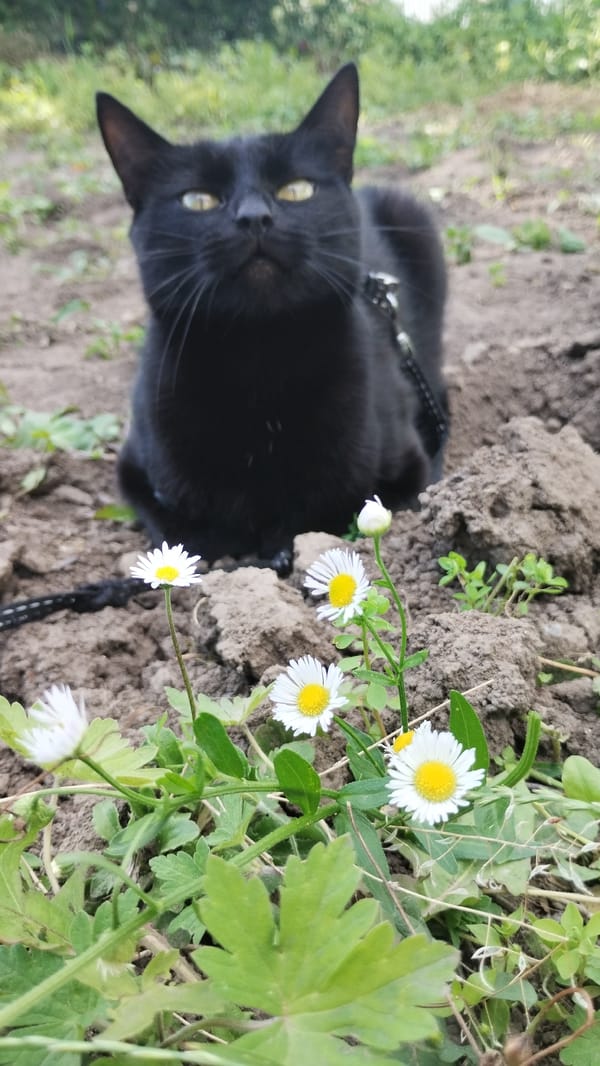 Black cat on a leash explores a daisy patch in the dirt