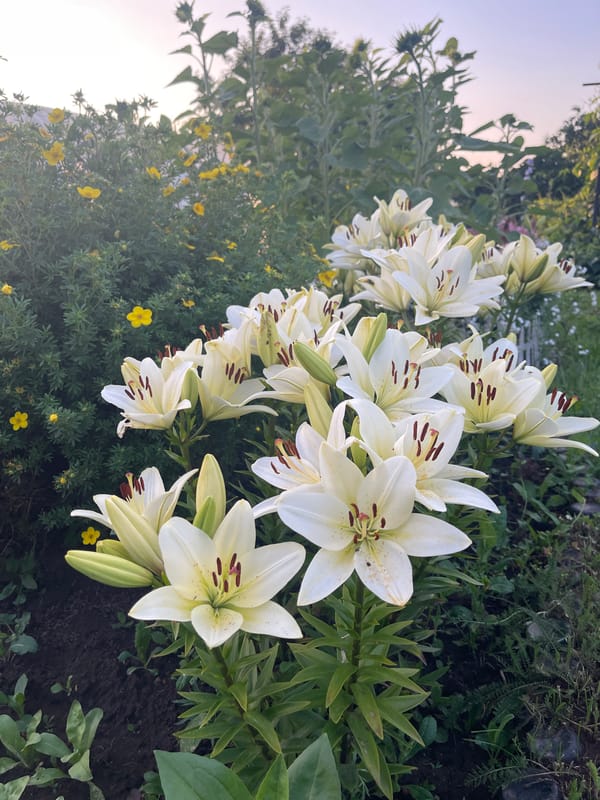 Summer garden in full swing, Перевозное