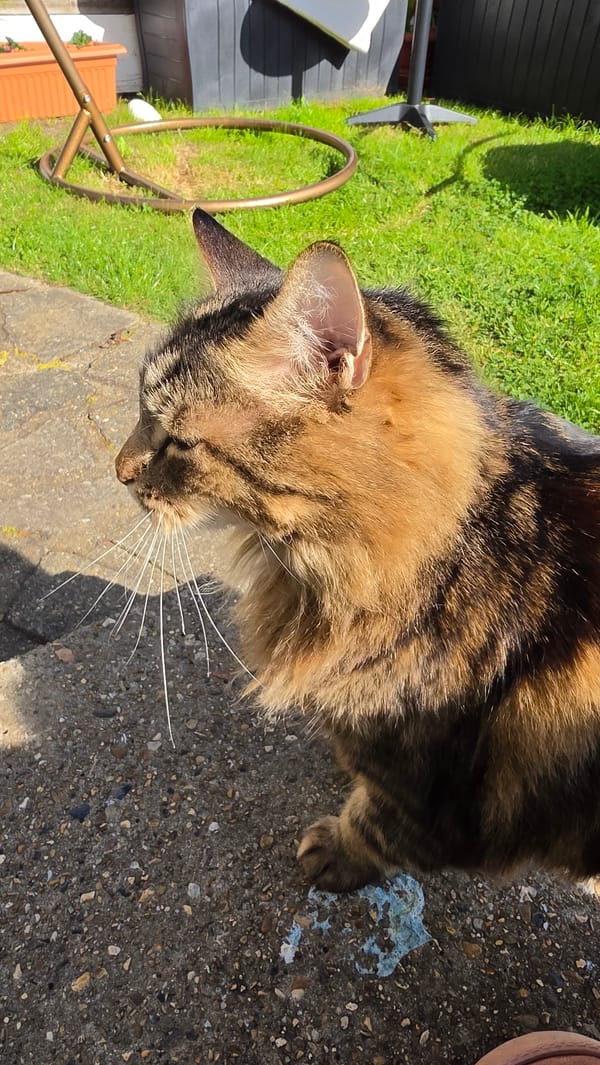 Tabby cat enjoys petting session on London patio