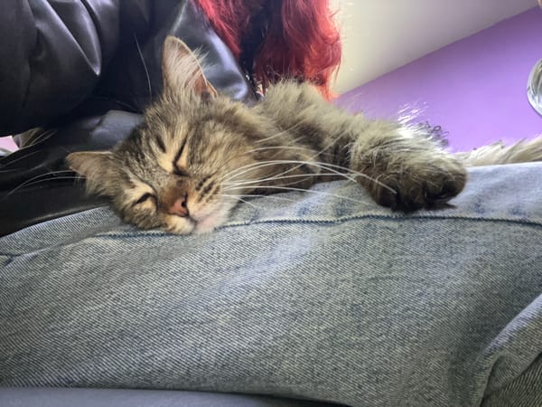 Person and tabby cat share quiet moments in Bulgarian town