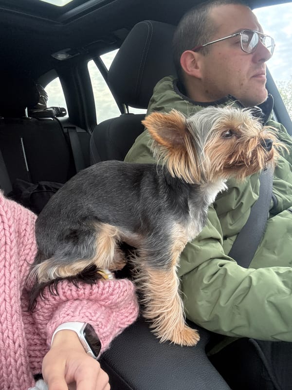Morning car ride with dog captured in Kipra