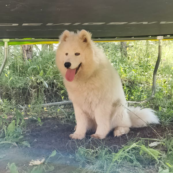Samoyed hangs out in a Chaikovsky backyard on a summer morning