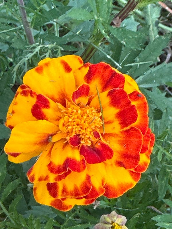 Garden blooms and groundwork crew in Podolsk