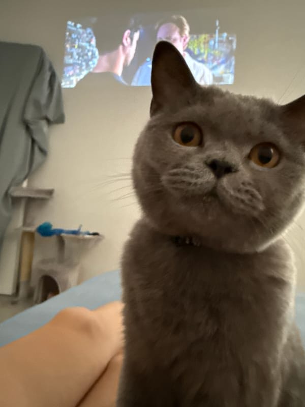 Grey cat soaks up lap time in a Zielona Góra home