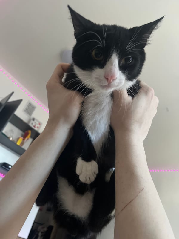 Person holds cat with scratch on arm in Saint Petersburg