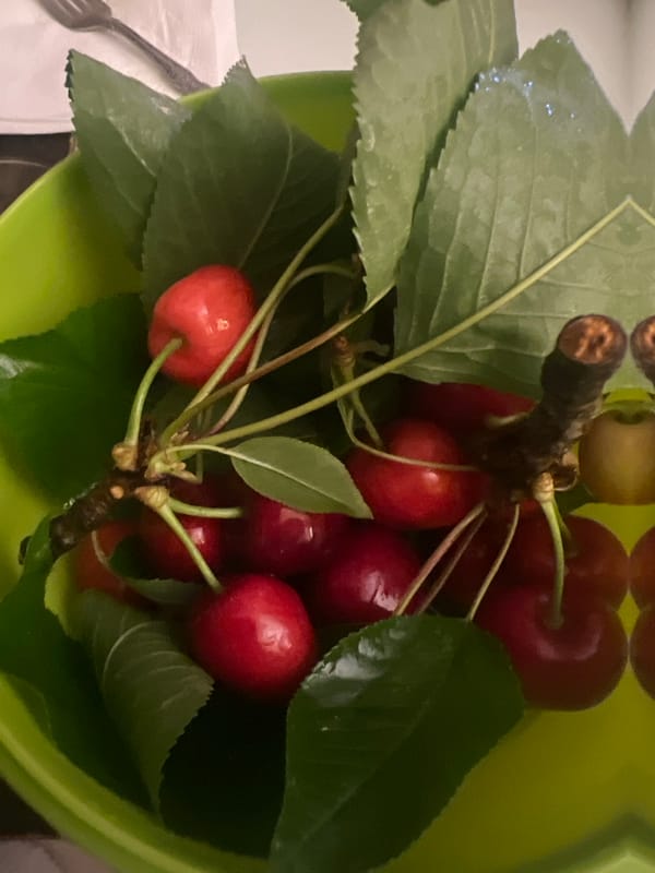 Fresh cherries photographed in bowl in Salou, Spain