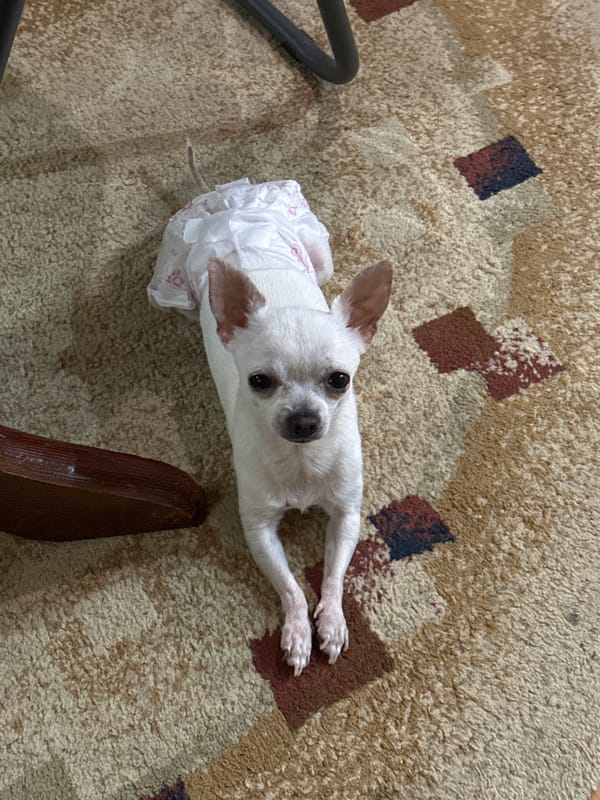 Diapered Chihuahua rests on various surfaces in Sliven home