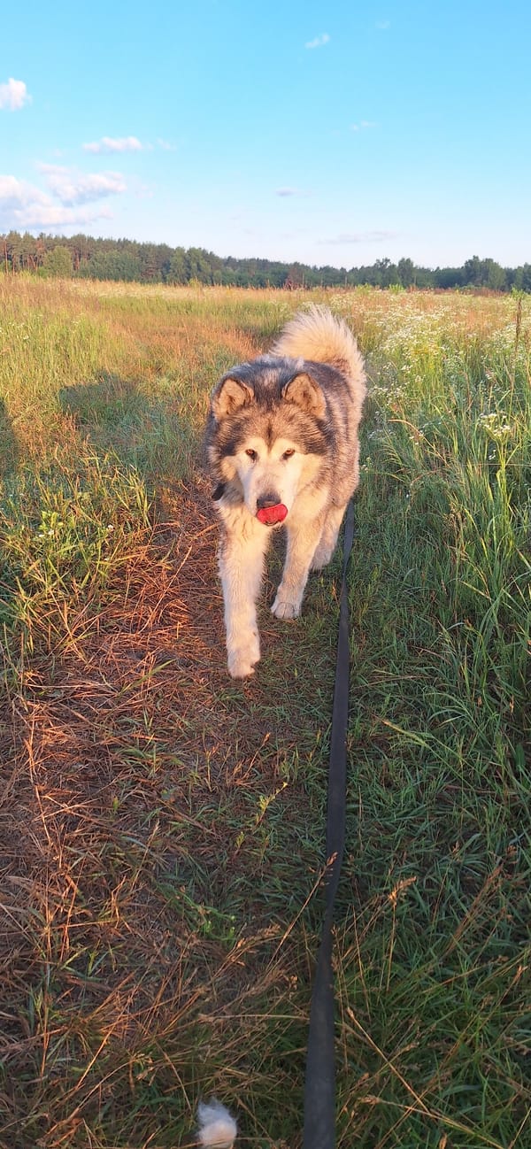 Malamute roaming a wildflower meadow on a summer afternoon