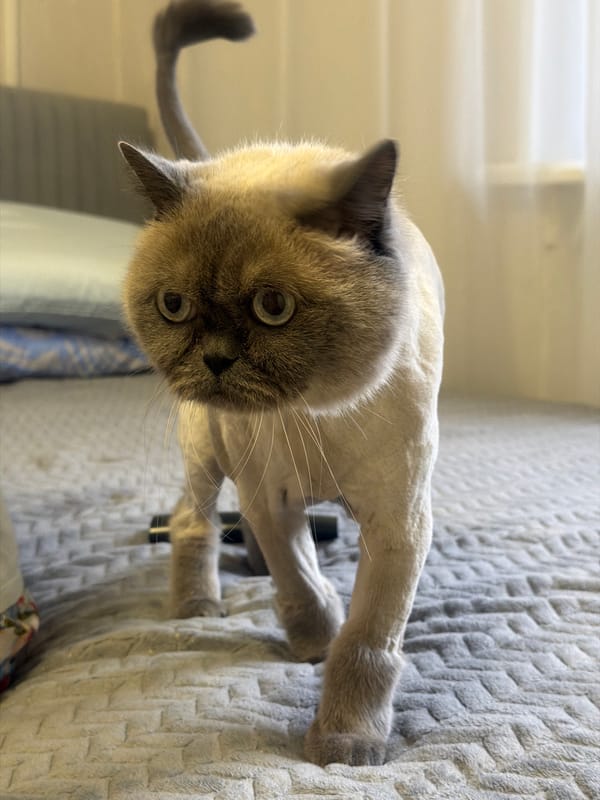 Gray cat observed resting and stretching indoors in Rostov-on-Don