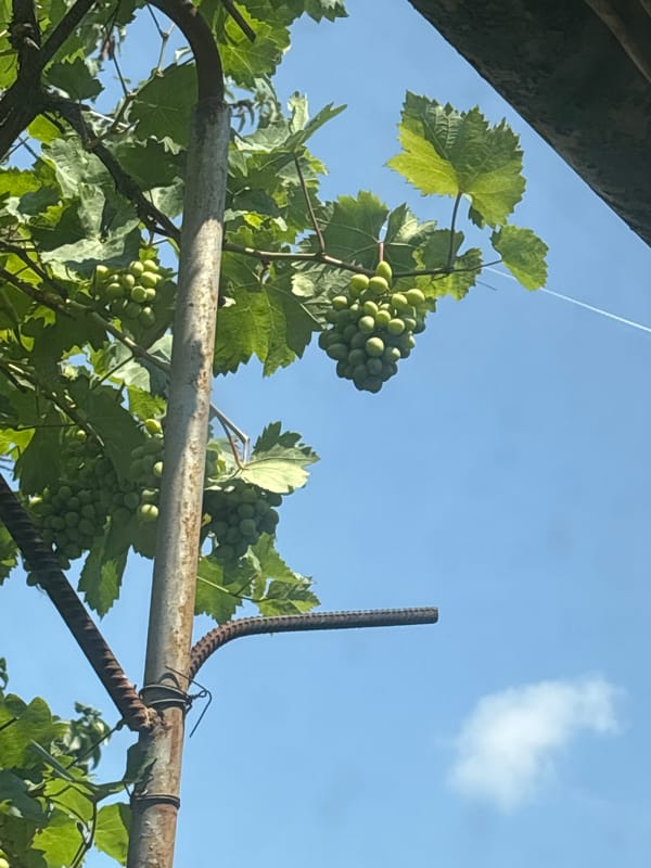 Grapes on a vine and a perfume bottle on a windowsill.