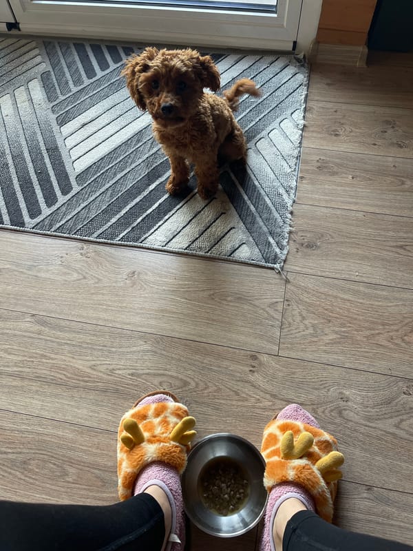 Early morning bonding session with pet dog in Sofia home