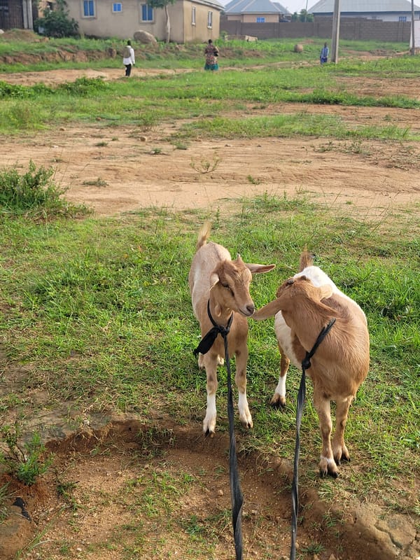 Tethered goats and daily life in rural Barakin Akawo, Nigeria