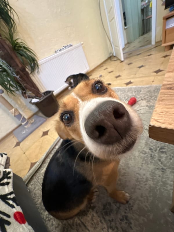 Pet owner documents daily life with dog and cat