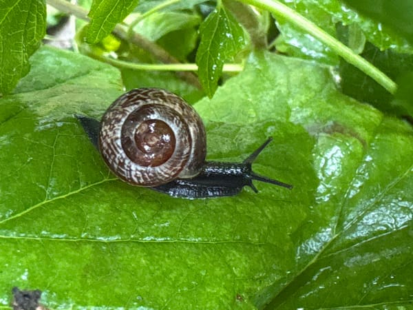 Tabby cat and garden snail, a Kaliningrad morning