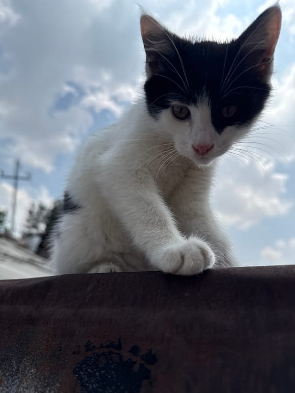 Morning cat encounters and decorative artifacts documented in Tashkent