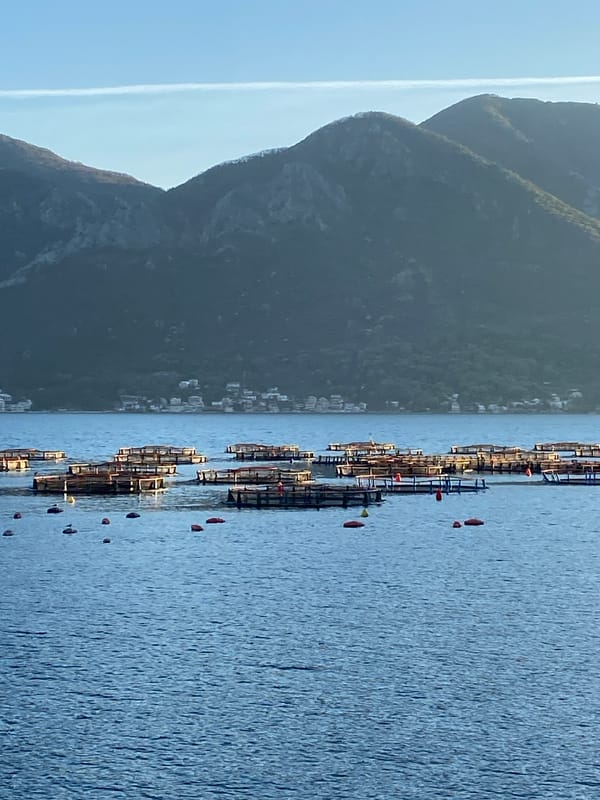 Fish farms documented in Bay of Kotor, Montenegro