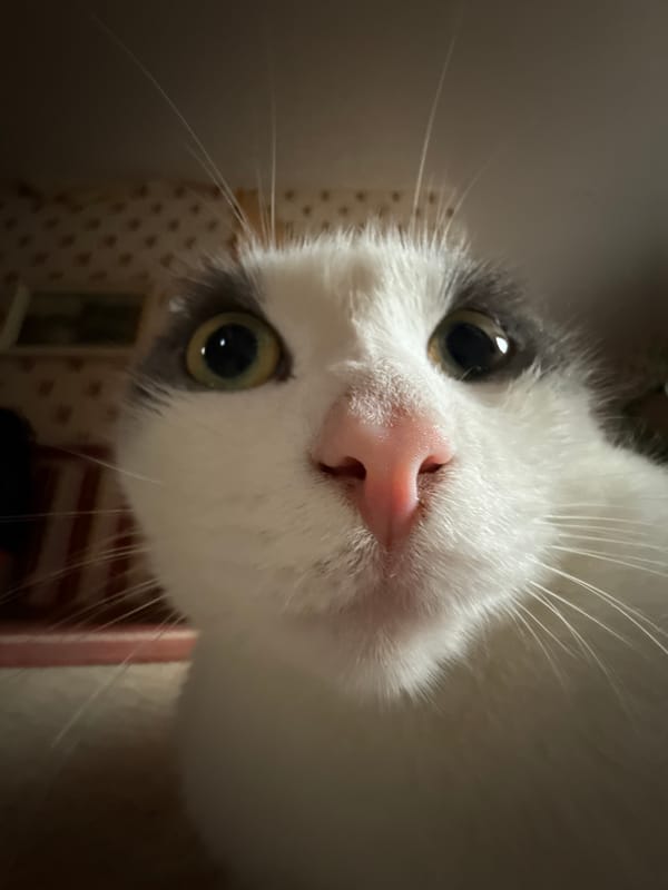 Two cats doing cat things in a Siberian apartment