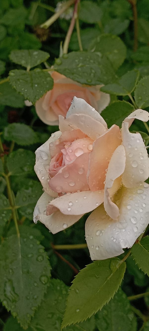 Rain-soaked garden in Radisne, full of life