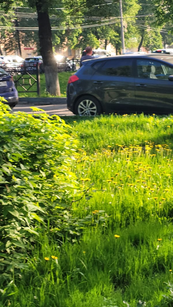 Spring morning snapshots capture urban flora and everyday street life