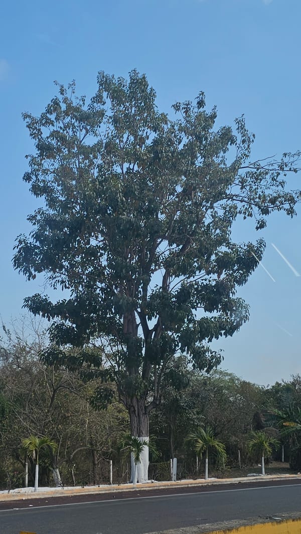 Roadside tree captured in El Salto, Mexico