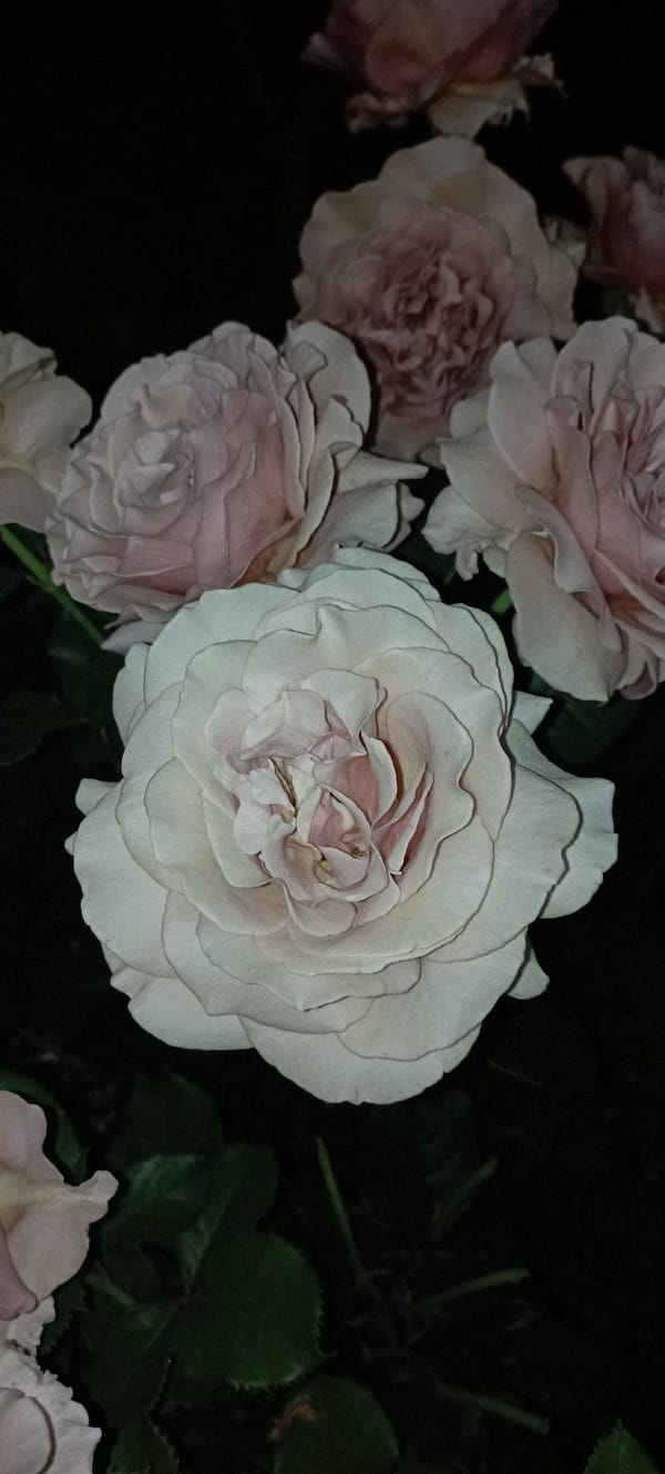 Evening in a Radisne rose garden, from sunset to moonrise
