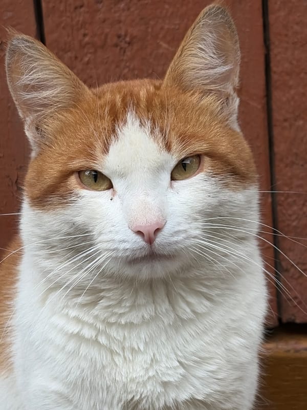 Bicolored cat photographed in portrait in Izhevsk, Russia