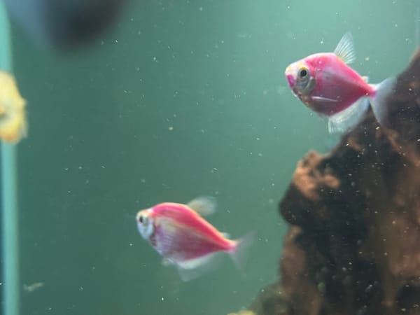 Close-up aquarium photography in Tyumen, multiple species