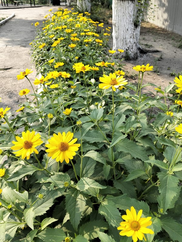 Yellow daisies fill a weathered concrete planter in Semey
