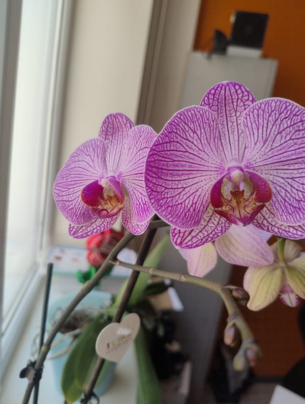 Close-up macro session with orchids in bloom