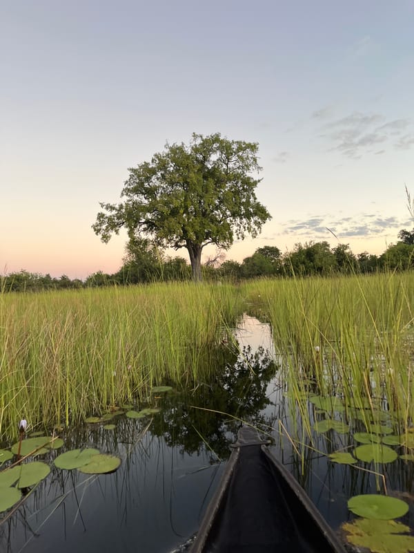 Mokoro canoe spotted on peaceful Nwanaeanoka waterway, Botswana