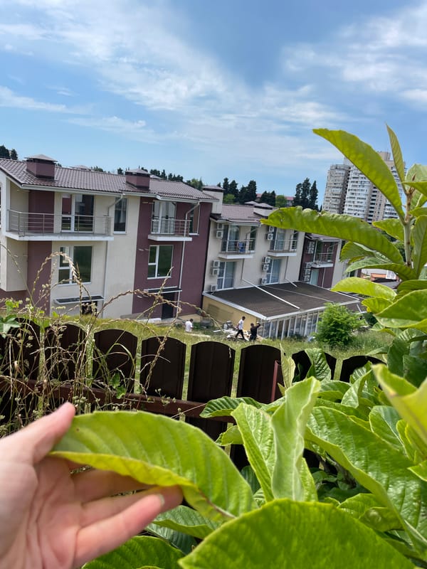 A quiet Sochi morning: apartment views and garden flowers