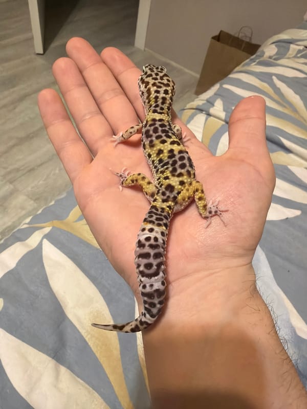 Person handles pet leopard gecko in Izhevsk home