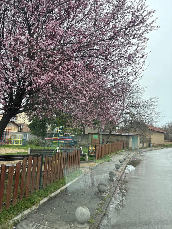 Spring blossoms and playground spotted in Bulgarian village